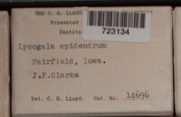 Lycogala epidendrum image